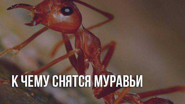 Сонник - муравьи, к чему снятся муравьи во сне приснились
