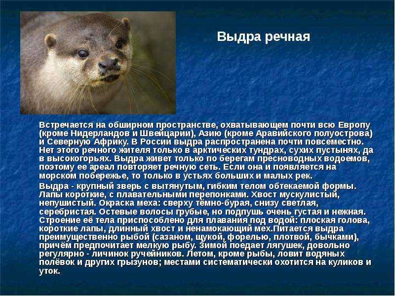 Приснились ондатры к чему - все инструкции в одном месте