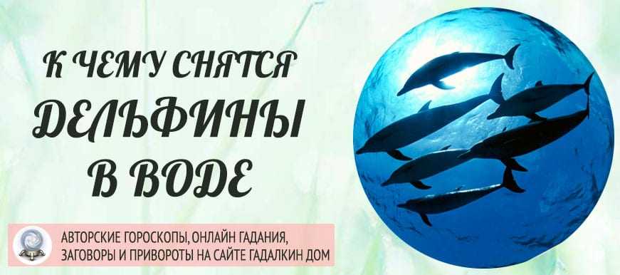 Сон о дельфинах может толковаться по-разному, к чему же человеку снится дельфин?