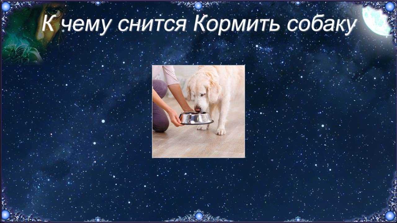 К чему снятся щенки. сонники про маленьких щенков во сне