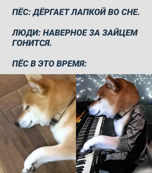 К чему снится щенок 🐶 — топ 50 толкований ❗ по популярным сонникам: что означает для мужчины и женщины видеть, держать на руках или заботиться о маленьком щеночке во сне
