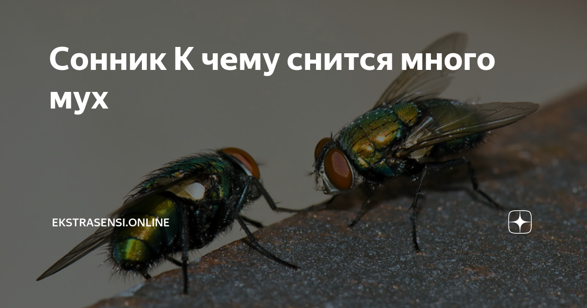К чему снится рой мух 🐝 - топ 30 толкований ✨ по сонникам: что значит во сне видеть много черных насекомых в доме, в квартире или на улице и выгонять или травить их