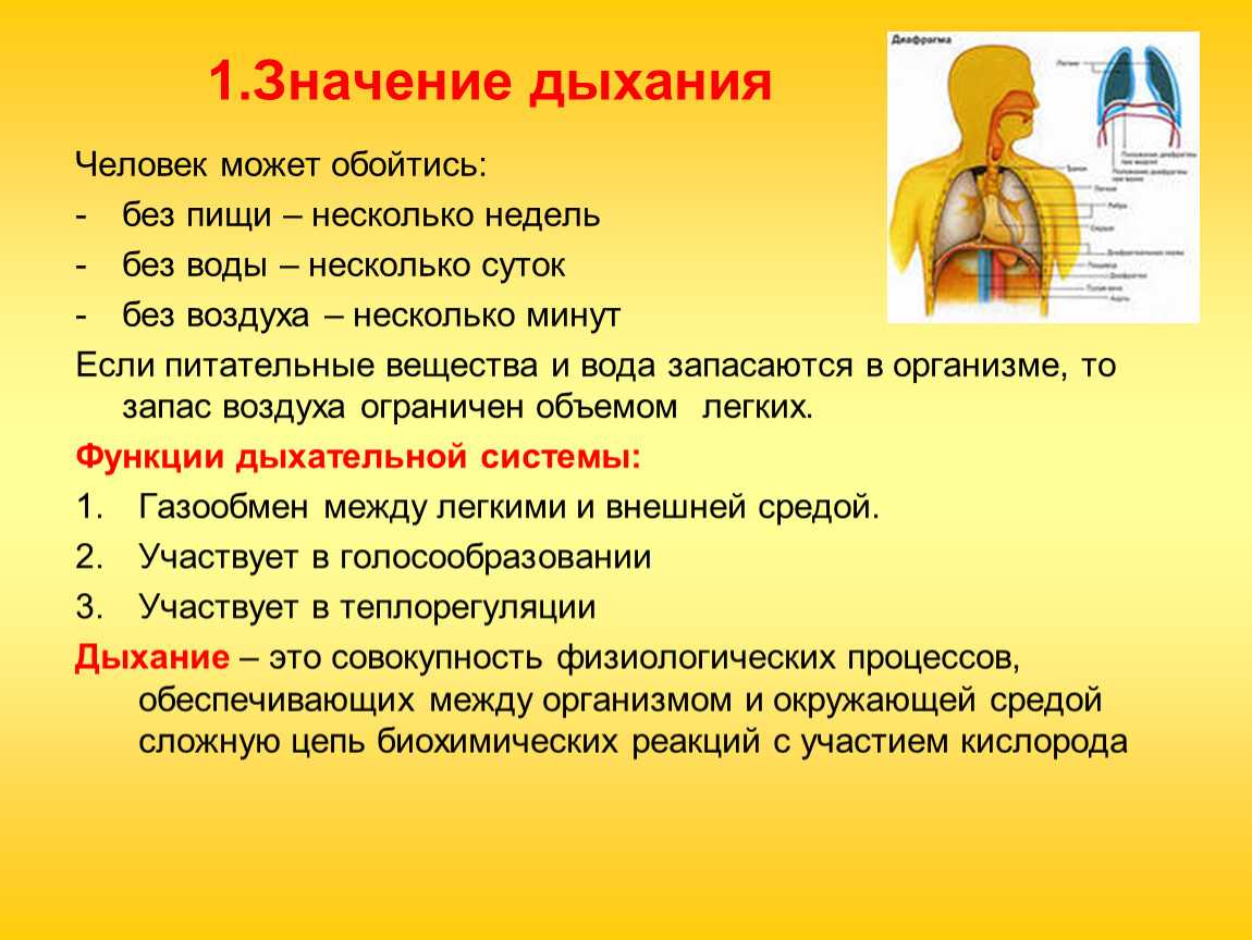 Пранаяма для начинающих