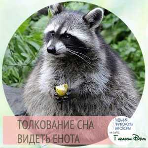 К чему снится енот - подробное толкование