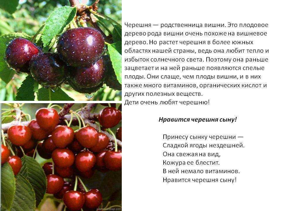 К чему снится черешня: что говорят сонники миллера, фрейда, смуровой и другие. толкование снов о черешне: если собираешь, ешь или угощаешь ей кого-то
