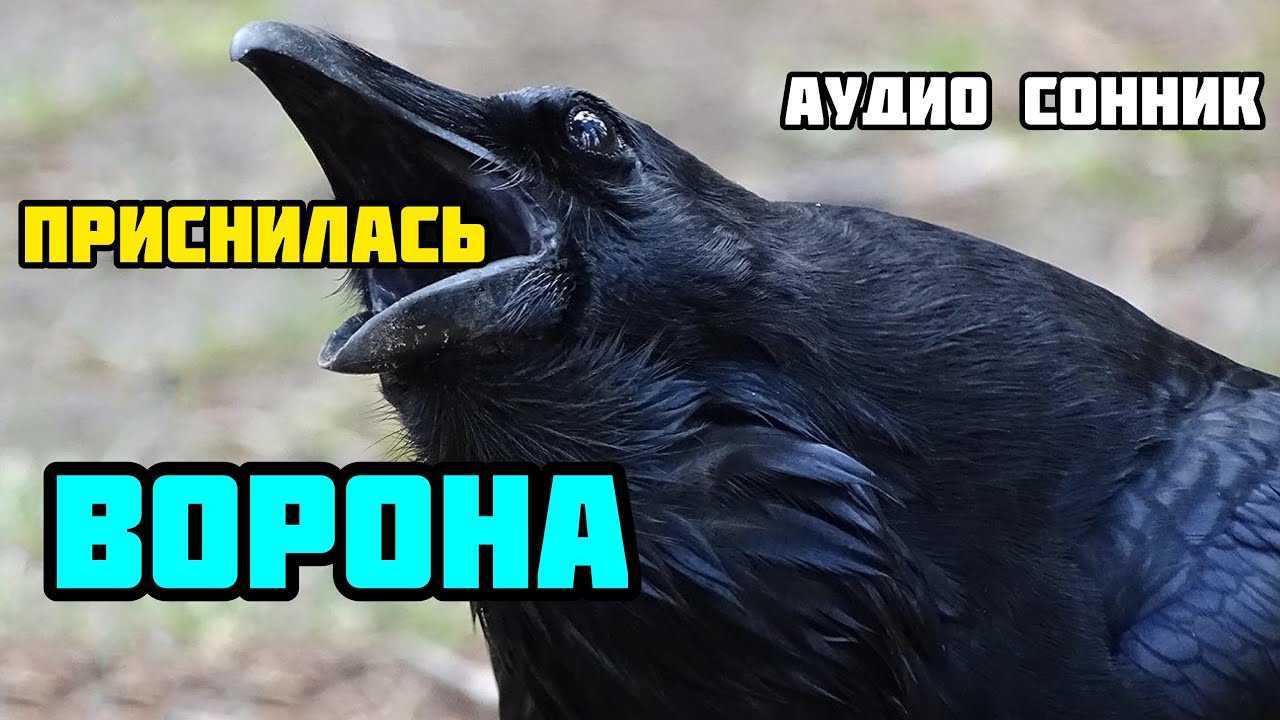 Мёртвая ворона 😫💤 снится.ру | самый полный сонник
