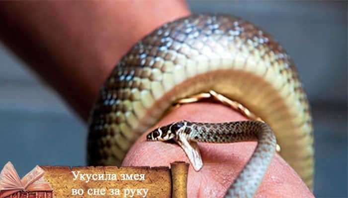 К чему снится змея ядовитая? значение и толкование сна