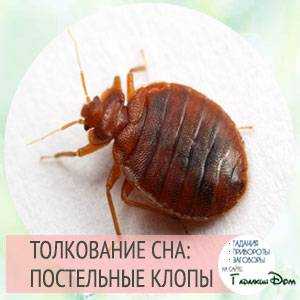 К чему снятся клопы - значение сновидения для женщины