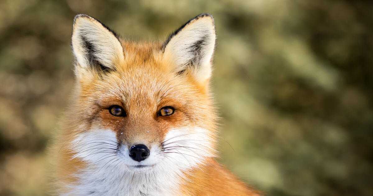 Видеть рыжую или белую лису