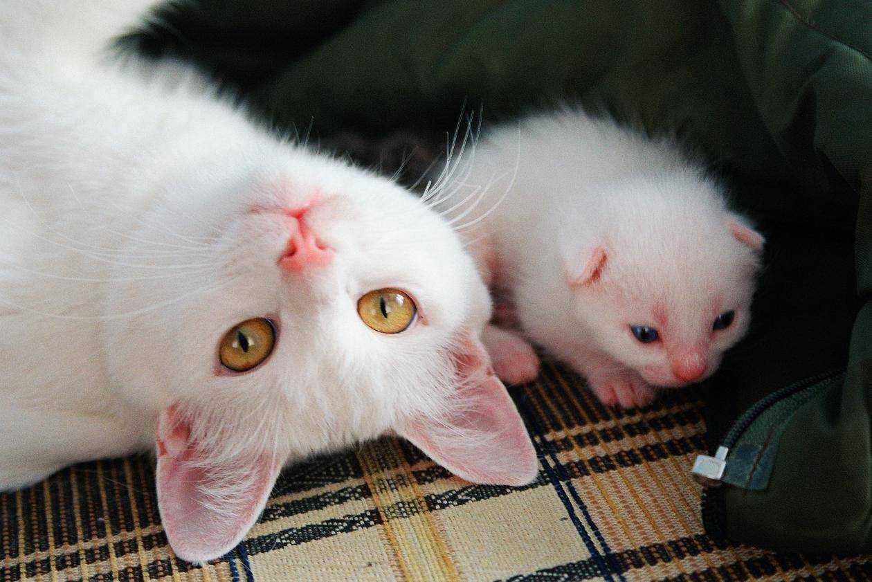 К чему снится кошка с котятами: сонник про кошу с котятами | звери дома
