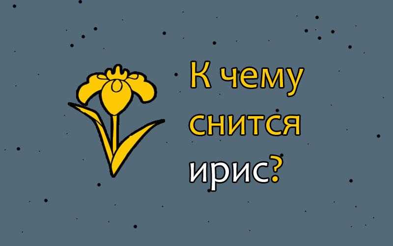 Сон про сирень: к чему снится увидеть цветущую сиреневую ветку, посадить куст, подарить букет