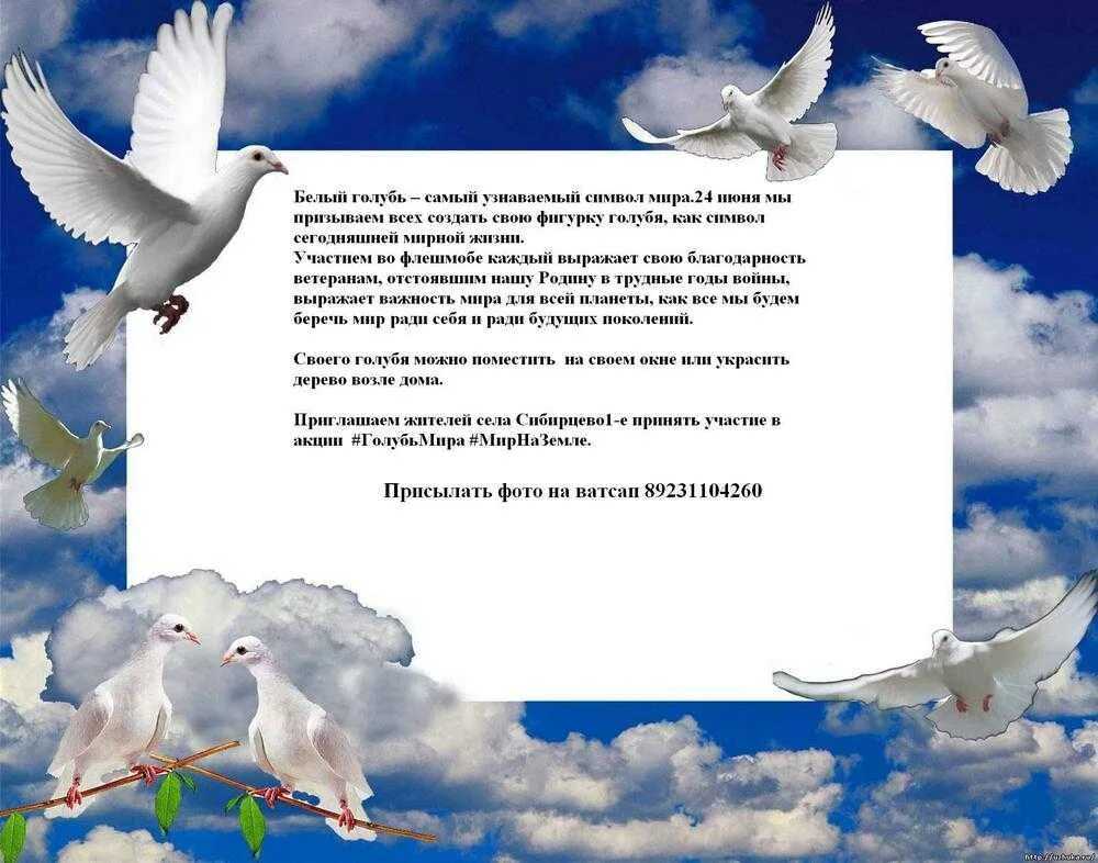 Как расшифровать сон о голубях — 42 популярных значения