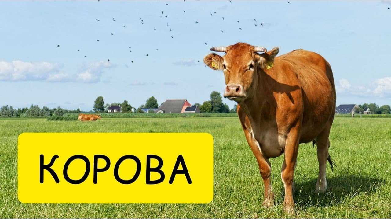 К чему снится бык