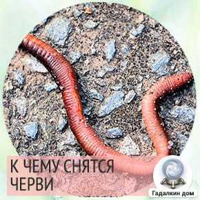 К чему снится червяк из тела вытаскивать его, белые черви сонник, черви в человеке