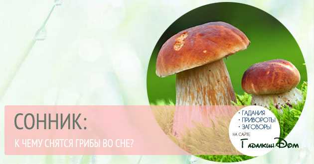 К чему снятся грузди 🍄 — топ-36 подробных толкований ❗ по всем сонникам: что означает для мужчины или женщины видеть, есть, собирать либо продавать эти грибы во сне
