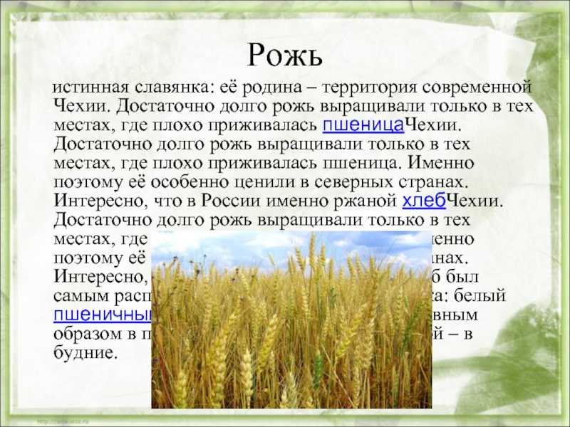 К чему снится рожь поле