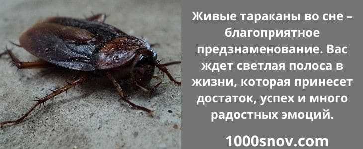 К чему снятся крысы: значение и самое полное толкование сновидения по соннику - tolksnov.ru
