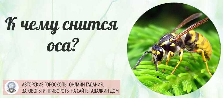 К чему снятся осы 🐝 во сне, укус осы - сонник 🌘, осиное гнездо - толкование сна