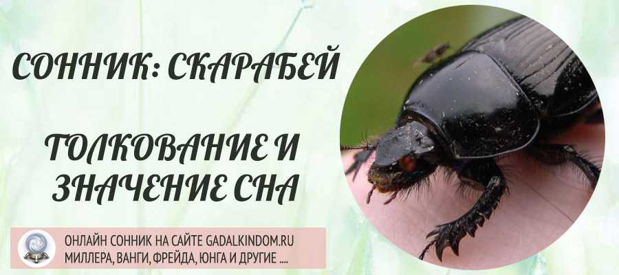 Приснился скарабей Он кусал вас или близких, вы держали его в руках или наблюдали Все самые известные сонники Миллера, Ванги, Фрейда, на нашем сайте