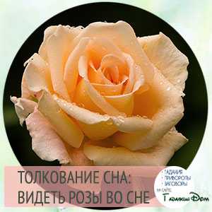 Видеть розы во сне | sonmir