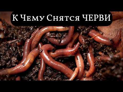 К чему снятся черви? сонник черви белые, дождевые