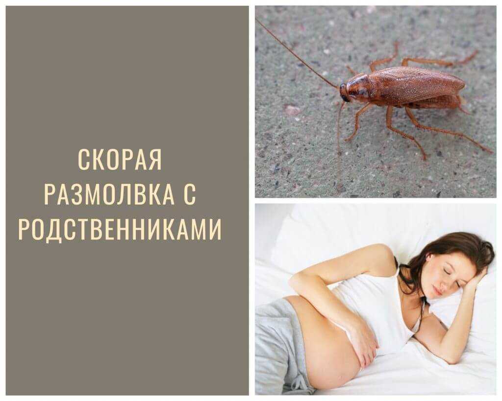 К чему снятся тараканы во сне женщине, мужчине — 50 толкований сна