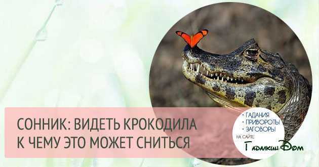 К чему снится маленький крокодил: зеленый, белый, мертвый, много, в воде, доме, квартире, зоопарке, руках, нападает, кусает, покупать