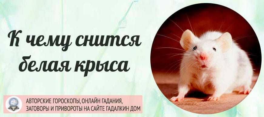 Видеть крысу во сне: что это значит, точное толкование по соннику