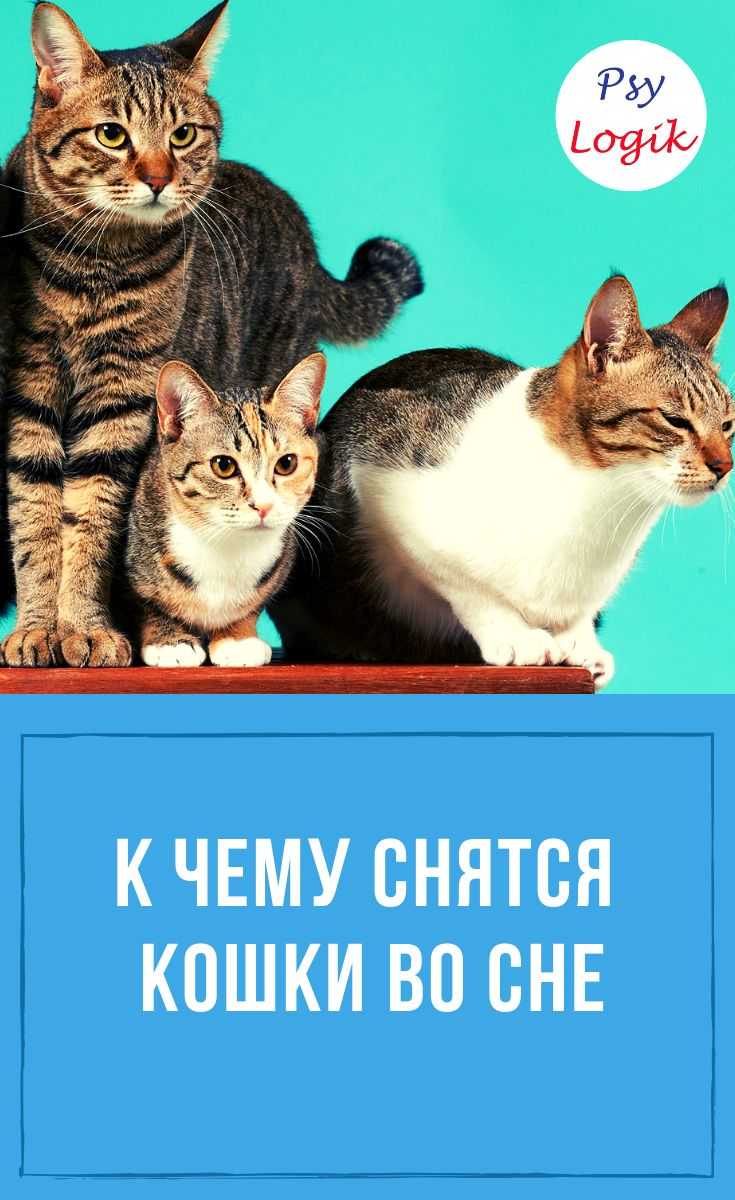 К чему снится кошка голодная: толкование сна | сонник