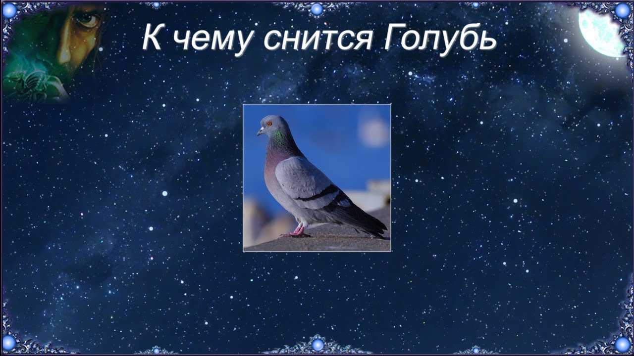 К чему снятся голуби: видеть во сне птицу, залетевшую в квартиру, белую, чёрную, раненую, мёртвую, в руках, на улице, стучащую в окно, на земле, плече
