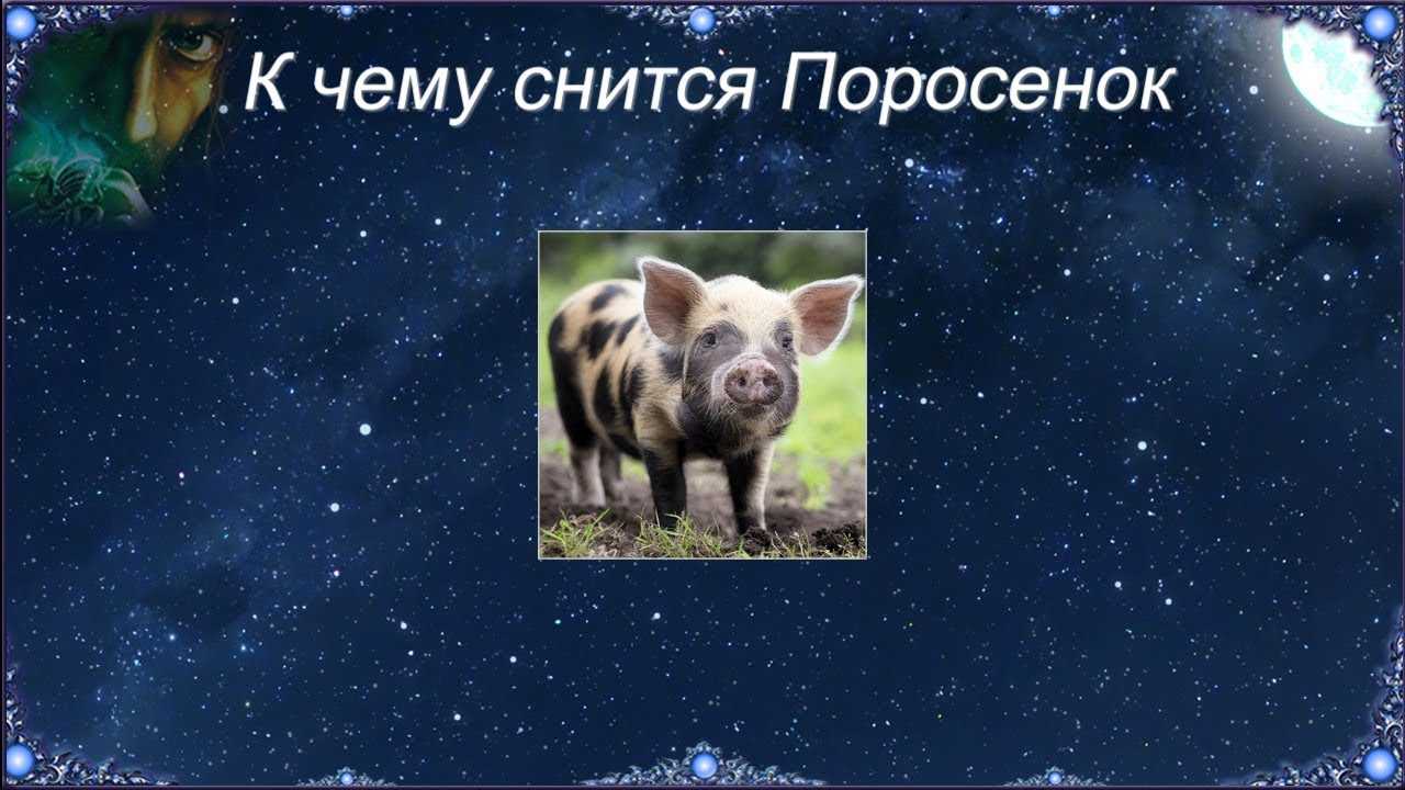Понятный сонник: к чему снится свинья