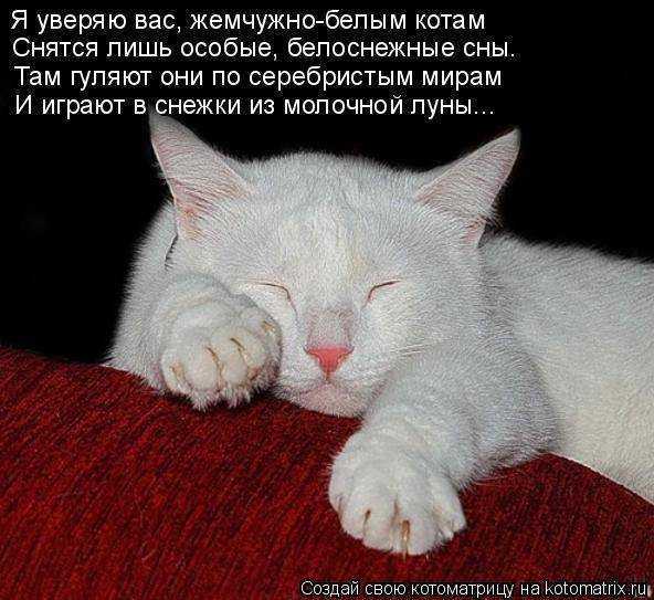 К чему снится серый котенок?