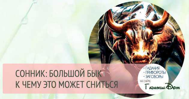 Сонник бык к чему снится во сне? видеть быка что означает?