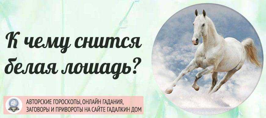 К чему снится конь. сонники про коня во сне женщины