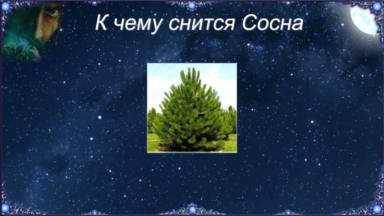 К чему снится елка – сонник энигма