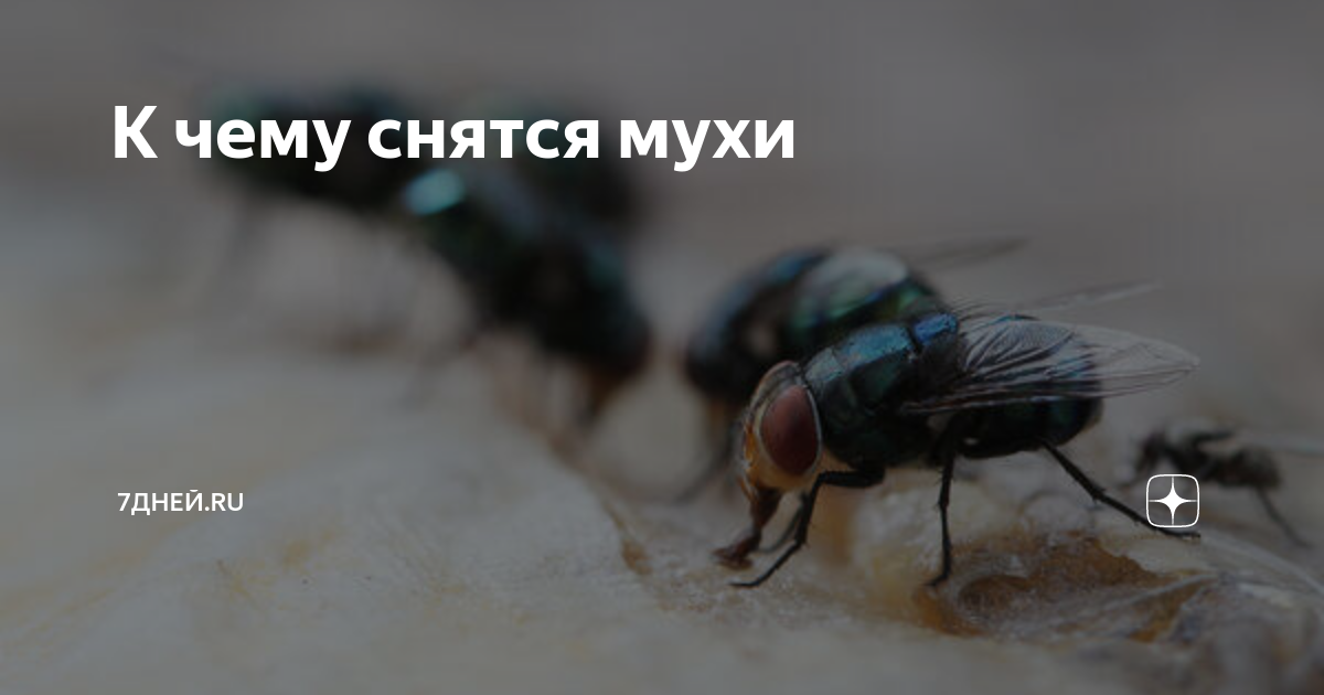 К чему снится большая муха в своем доме, чужом помещении, на улице, в мухоловке, клейкой ленте, ее ловят, выгоняют, травят
