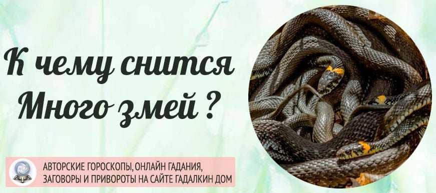 К чему снятся змеи: значение сна, самое полное толкование сновидений по соннику - tolksnov.ru
