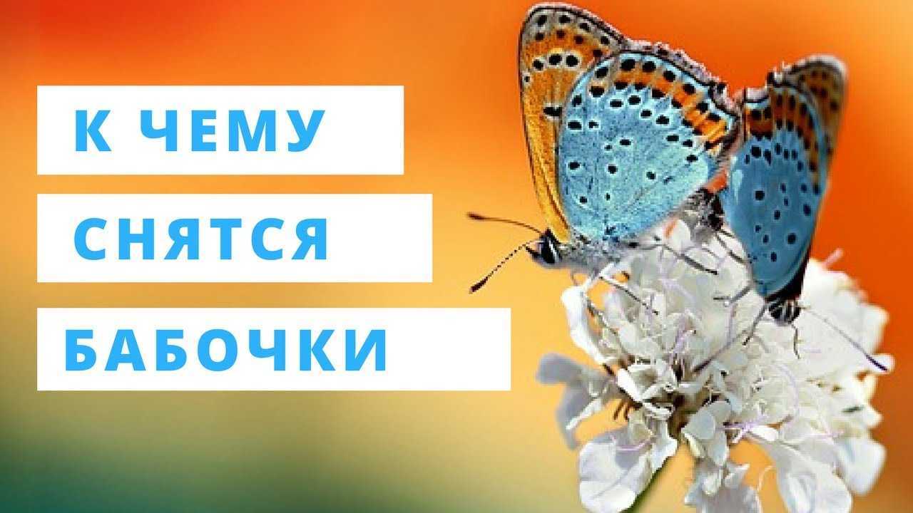 Сонник бабочка к чему снится во сне? видеть бабочку что означает?